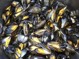 Moules marinière